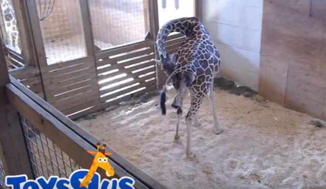 YouTube: Transmiten en vivo el esperado nacimiento de una jirafa en el Zoológico de Nueva York 