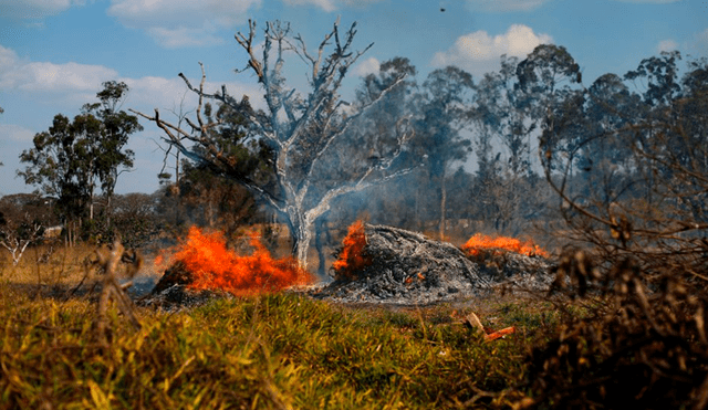 En 18 días incendio en Amazonía de Brasil devoró varias hectáreas de bosque: así se ven los daños desde satélite [VIDEOS]
