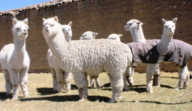 Huancavelica: criadores concursaron en feria con sus mejores alpacas de raza Huacaya