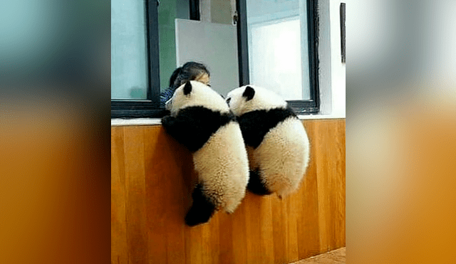 Instagram: traviesos pandas hacen lo imposible para pedirle a su cuidadora que los alimente [FOTOS]