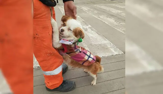 La usuaria de Twitter publicó la historia de 'Chato' en las redes sociales. Foto: Captura/Twitter/@ramosnadia