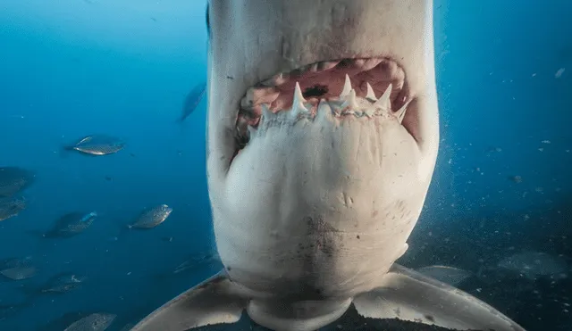 Instagram: ven a tiburón del tamaño de su barco en Florida, y su reacción es viral [VIDEO]