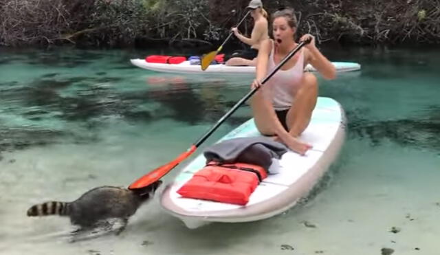 YouTube: mapache sorprende a turista antes de un paseo en Kayak