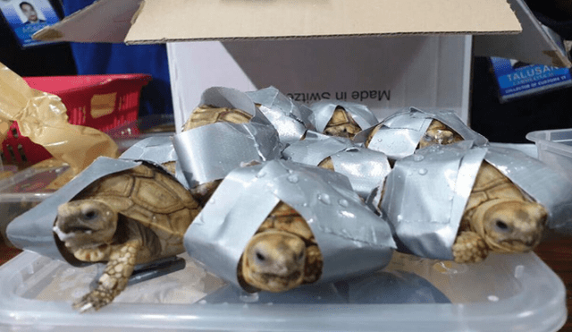 Más de 1,500 tortugas exóticas fueron transportadas de China a Filipinas en condiciones deplorables 