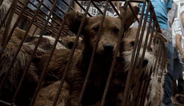 Piden a Indonesia prohibir la venta de carne de perro y gato [VIDEO]