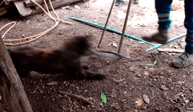 YouTube viral: Perro se enfrenta a enorme serpiente para salvar a su familia y pasa esto [VIDEO] 