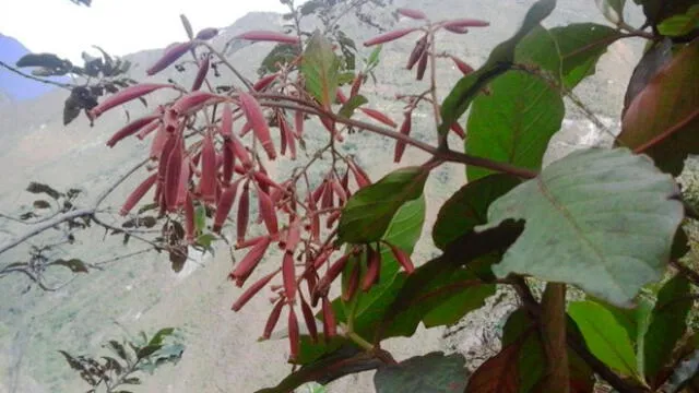 ‘Semilla Bendita’: árbol de la quina se conserva gracias a proyecto forestal [FOTOS]