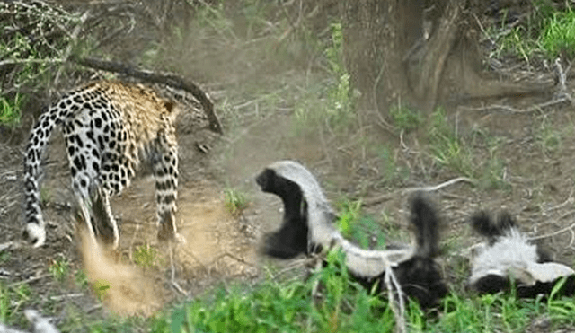 YouTube viral: madre tejón arriesga su vida para proteger a su cría de ser presa de un feroz leopardo [VIDEO]