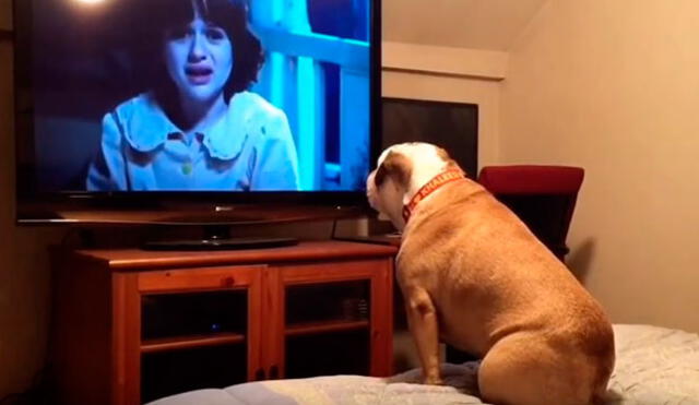 YouTube: la curiosa reacción de un bulldog al ver un película de terror