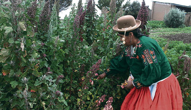 Agroideas potenciará la agricultura en Puno con 13 millones de soles