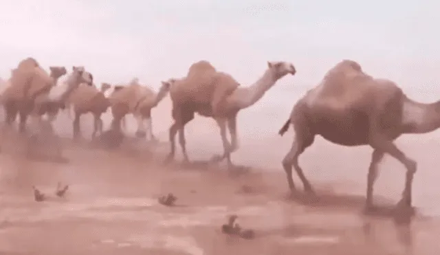 Camellos atraviesan desierto inundado tras fuerte tormenta en Arabia Saudita [VIDEO]
