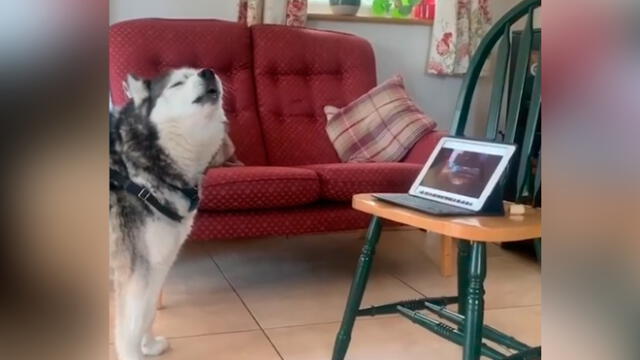 Desliza las imágenes para ver el dramático reencuentro que tuvieron estos dos perros por videollamada. Foto: ABC Noticias