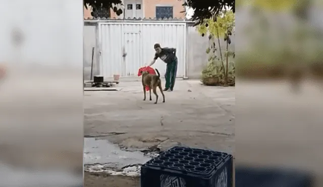 El carrito de supermercado para perros que causa furor en las redes