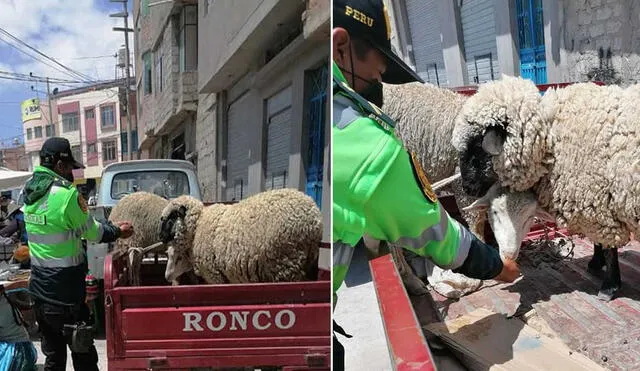Efectivo policial sintió lastima por situación de animales y decidió ayudar. Fotos: Radio Excelente.