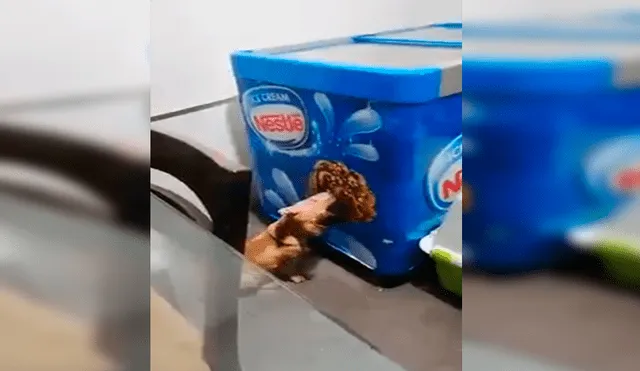 En Facebook, una chica quedó sorprendido al encontrar a su perro lamiendo una imagen de helado que estaba en su casa.