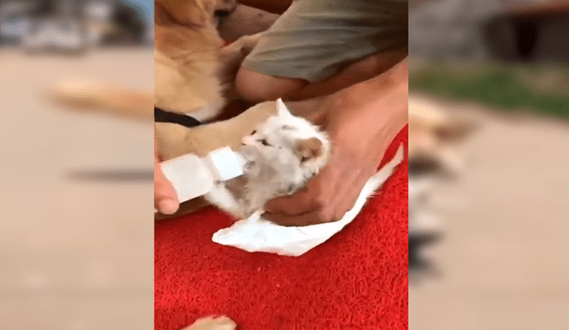 En YouTube, un perro escuchó unos extraños ruidos y descubrió que se trataba de un gato moribundo.