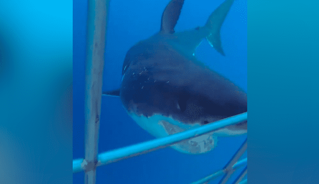 A través de Facebook se ha vuelto viral el momento en que un feroz tiburón acecha a un grupo de buzos.