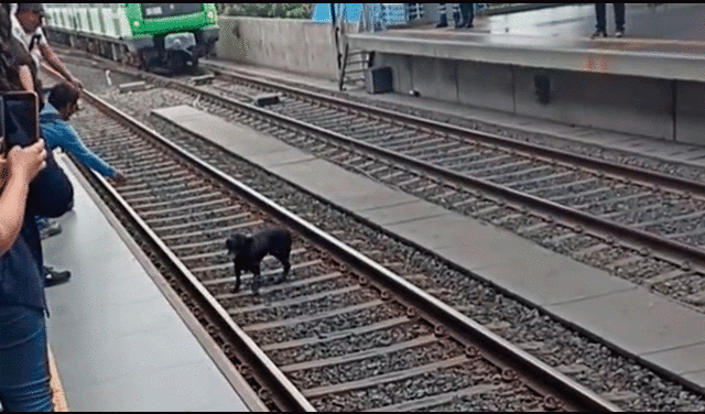 Trabaajdores bajaron a los rieles para rescatar al animal. Foto: La República