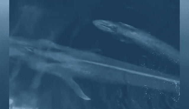 A través de un drone, investigadores captaron a una extraña ballena junto a su bebé.