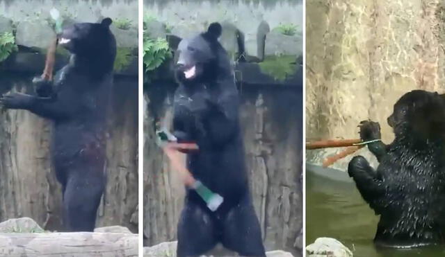 El oso es parte de una actividad de entretenimiento en zoológico japonés de Yagiyama, en la ciudad de Sendai. Foto: Facebook/Clarín