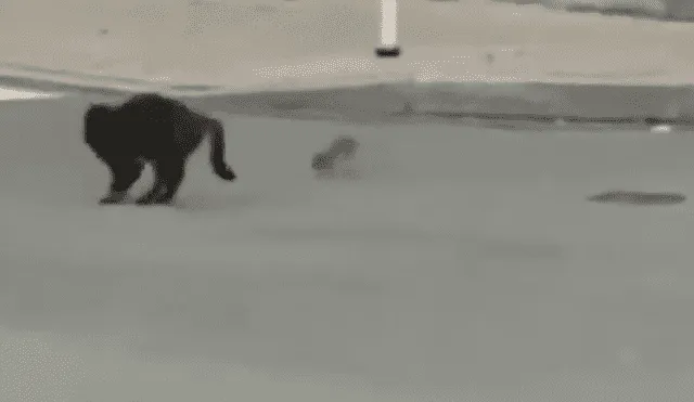 Video es viral en Facebook. El gato pensó que sería ‘pan comido’ devorar a este pequeño ratón; sin embargo, el roedor le demostró su ferocidad y lo obligó a salir huyendo. Foto: Captura.