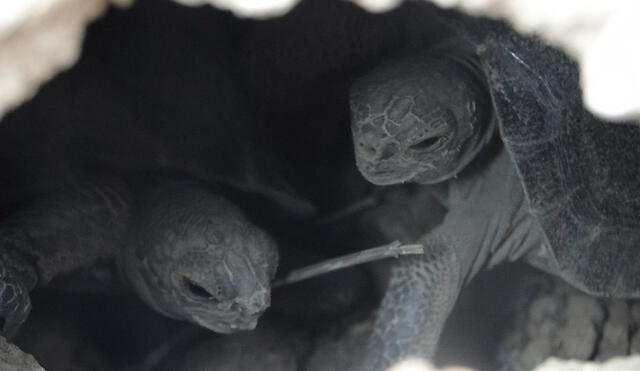 Denuncian robo de centenar de tortugas bebés gigantes de Galápagos