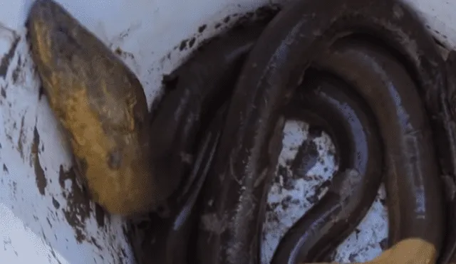 YouTube viral: Retiran bloques de barro y encuentran alargadas criaturas que causan terror [VIDEO]