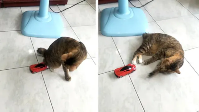 YouTube: carro de juguete "atropella" a gato y este reacciona de forma extraña