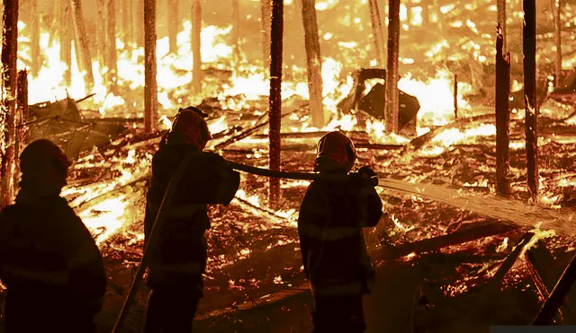 Brigadas
Cuerpos especiales de bomberos intentan sofocar los incendios que afectan extensas áreas de la Amazonía brasileña y que amenazan al resto de países de la región.
Biodiversidad de la Tierra en peligro