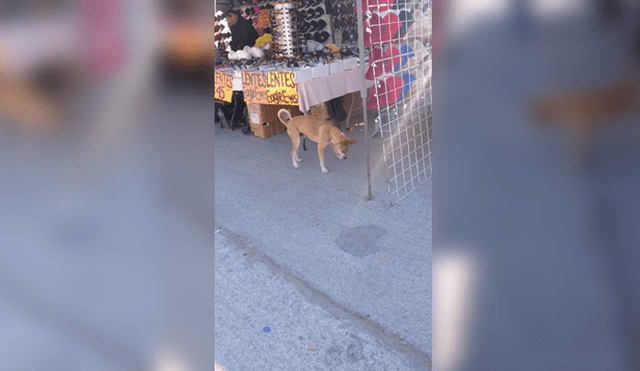 Video es viral en Facebook. Miles se encariñaron con este simpático perro callejero que fue captado divirtiéndose con el reflejo de la luz. Foto: Captura.