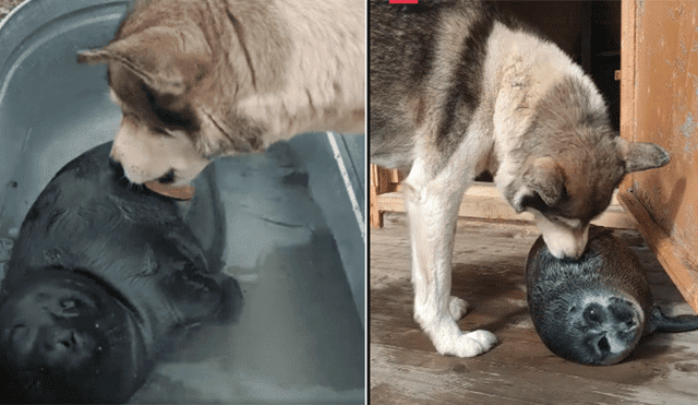 Desliza las imágenes para ver más sobre esta tierna historia entre un perro y una foca. Foto: Facebook / Russia Beyond ES