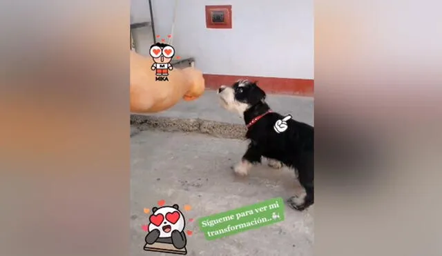 Desliza hacia la izquierda para ver más imágenes de esta curiosa cachorra que hizo de todo para conseguir una mandarina. (Foto: captura / TikTok)