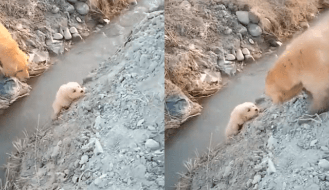 YouTube viral: perrito estaba a punto de caer, pero su mamá se arriesga para salvarlo [VIDEO]