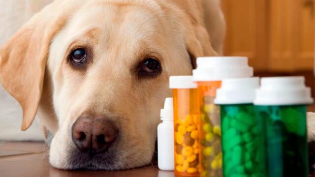 ¿Qué medicamentos pueden causarle la muerte a tu perro? 