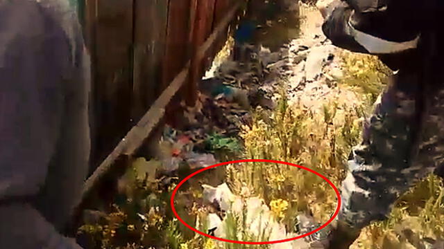 Pasco: perros devoran cuerpo de recién nacido abandonado