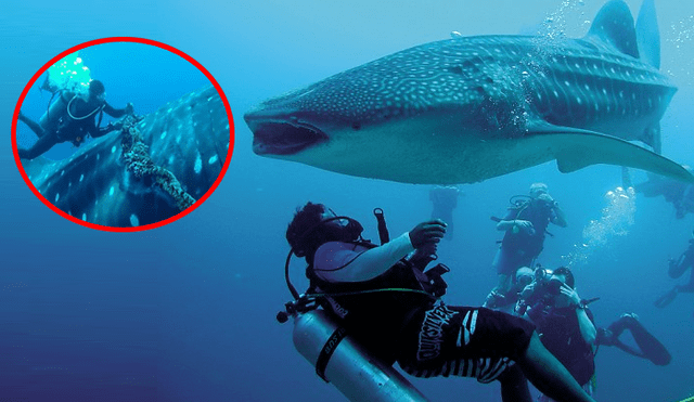 YouTube viral: buceador se topa con gigantesca criatura marina y hace lo impensado para rescatarla [VIDEO]