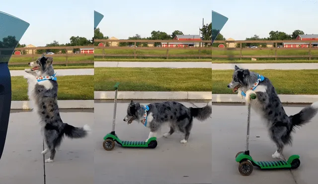 YouTube viral: aplauden a talentoso perro que hizo el peligroso 'Kiki Challenge' [VIDEO]