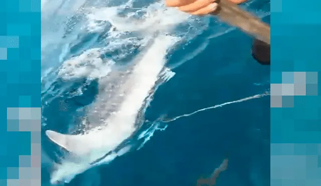 Tiburón ballena con soga en el cuello se acerca a bote de pescadores para pedir ayuda [VIDEO] 