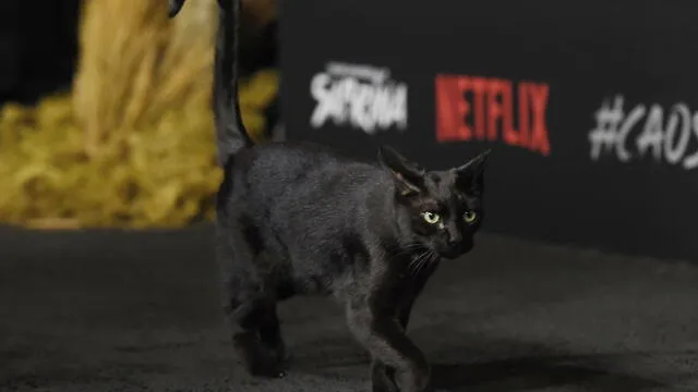 Netflix: Conoce a Salem de 'El Mundo Oculto de Sabrina' [FOTOS]