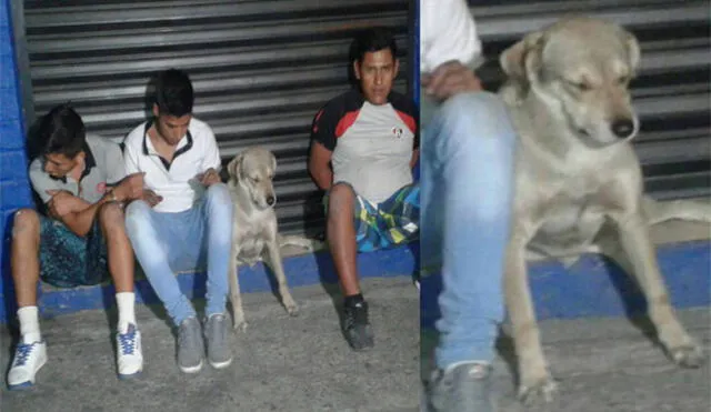 Sorpresa en Facebook por detención de perro que supuestamente integraba banda [FOTO]
