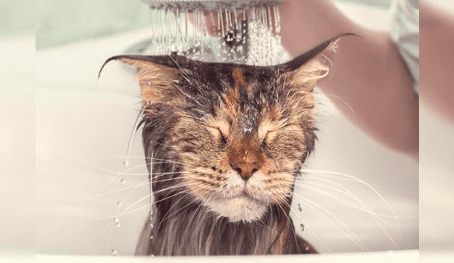 Los mejores trucos para bañar a tu gato sin nada de estrés