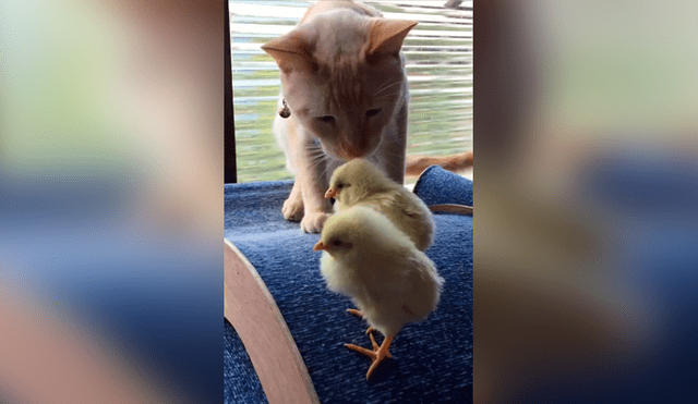 Desliza las imágenes hacia la izquierda para apreciar la inesperada escena entre un gato junto a unos pequeños pollos.