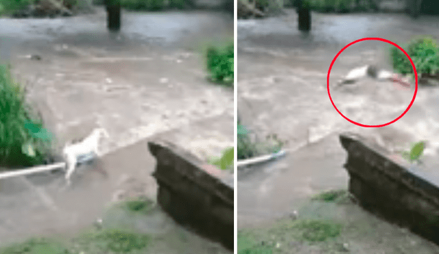 Video es viral en Facebook. El perro intentaba cruzar la quebrada, pero fue arrastrado intempestivamente por la corriente del agua.