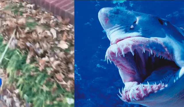 Facebook viral: perro travieso imita a tiburón para darle un gran susto a su dueña [VIDEO] 