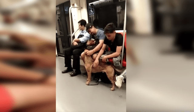 YouTube viral: perro perdido ingresó a metro y recibió cariño de varios pasajeros [VIDEO]