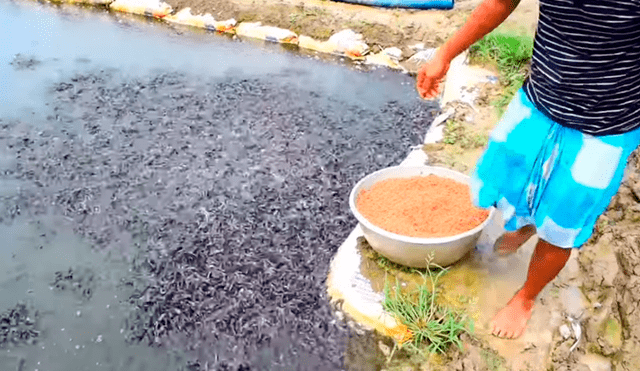 YouTube viral: arroja alimento a misterioso lago y miles de hambrientas criaturas surgen para devorarlo