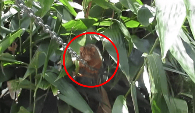 YouTube viral: mujer queda aterrada al descubrir 'terrorífica' criatura en su jardín [VIDEO]