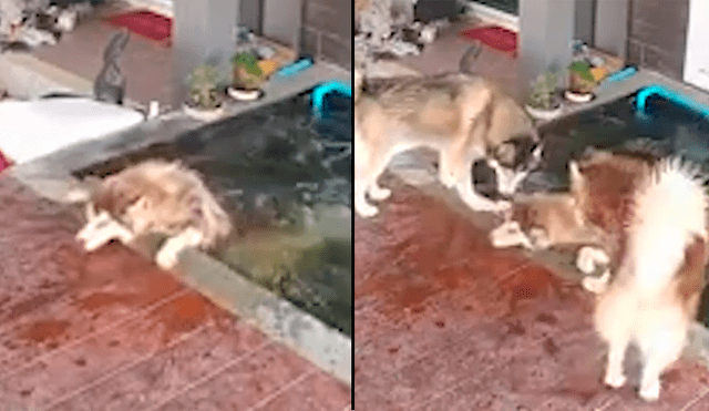 YouTube viral: perro luchaba por salir de estanque y sus amigos piden ayuda para rescatarlo [VIDEO]
