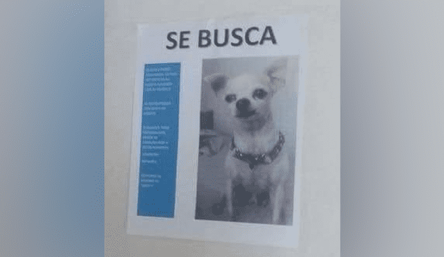 Twitter: Perdió a su perro, pone cartel de 'se busca' y can lo deja en ridículo