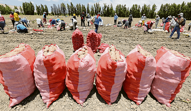 Rendimiento. Falta cosechar 2 mil hectáreas de papa que trasladarán a Bolivia en 25 camiones de 30 toneladas cada uno. Foto: Manuel Berríos.